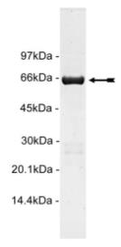 SDS-PAGE (MAPK1-101HFL).jpg